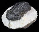 Austerops (Phacops) Trilobite #40137-3